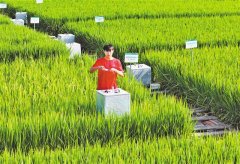 <b>院士团队良种良法赋能 “梁平稻”创下亩产新高</b>